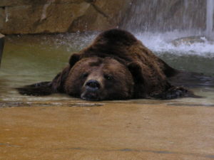 photo of a grizzly bear lying sprawled out in a pool at a zoo in the hot summer -- chilling.