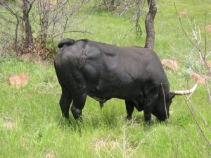 photo of a very muscular longhorn bull -- black