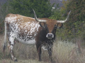 Photo of a longhorn pretty cow.